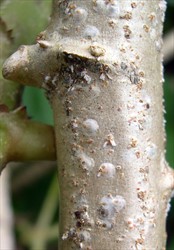Photo 2. Female scale, Pseudaulacaspis pentagona, on cassava.