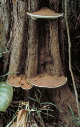 Photo 1. Ganoderma applanatum growing from the base (butt) of Casuarina equisetifolia. Note that the fruit body is flat, brown above, and white underneath.