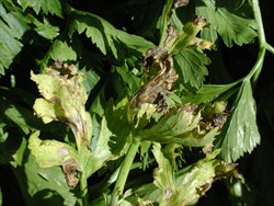 Photo 4. The individual spots of Cercospora apii have joined together to form a blight which is destroying the leaves.