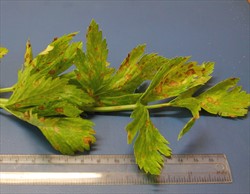 Photo 3. The spots of Cercospora apii occur on all the leaves and do considerable damage.