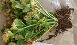 Photo 5. Plant in Photo 2 showing below ground symptoms: swollen roots and galls caused by root-knot nematode, Meloidogyne species.