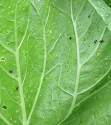 Photo 4. Close-up of Chinese cabbage leaf showing holes and flea beetles, Phyllotreta undulata.