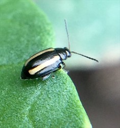 Photo 2. Distinctive stripes of the Chinese cabbage flea beetle, Phyllotreta undulata.