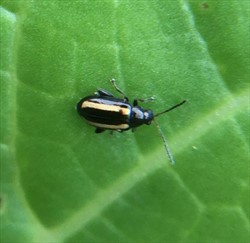 Photo 1. Distinctive stripes of the Chinese cabbage flea beetle, Phyllotreta undulata.