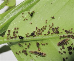 Photo 2. Shiny black adult citrus aphids, Toxoptera sp., and reddish-brown nymphs on the back of a citrus leaf. Note the two syrphid larvae, predators of aphids.