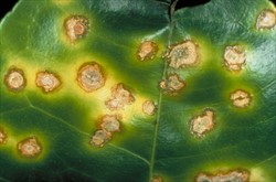 Photo 2. Close-up of the pustules formed by citrus canker, Xanthomonas citri, showing yellow haloes.