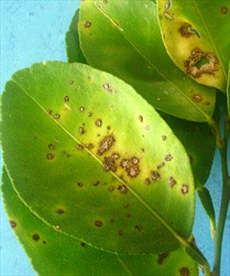 Photo 1. Spots - blister or craters - caused by citrus canker, Xanthomonas citri. Note the spots are surrounded by a yellow halo or margin, and that the leaves are not distorted as they are by citrus scab, Elsinoë fawcettii.
