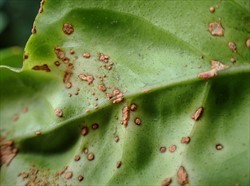 Photo 4. Underside of the leaf in Photo 3, showing pustules of citrus canker, Xanthomonas citri, without haloes. (Note the dark margins to the spots is not typical of scab, Elsinoë fawcettii).