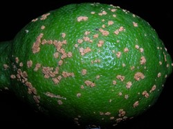 Photo 5. Raised pustules on the surface of a lemon, caused by citrus canker, Xanthomonas citri, without yellow haloes.