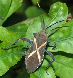 Photo 3. Adult crusader bug, Mictis profana.