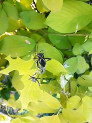 Photo 5. Adult crusader bug, Mictis profana.