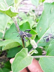 Photo 4. Adult crusader bug, Mictis profana, on eggplant.