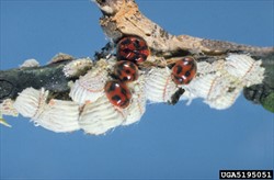 Photo 5. The ladybird beetle, Rodolia cardinalis, feeding on a colony of the citrus (cottony) cushion scale, Icerya purchasi.