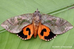 Photo 1. Adult fruit-piercing moth, Endocima fullonia. Note the red hind wings with the distinctive comma markings and black borders.