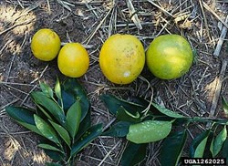 Photo 3. Difference in size of fruit infected with citrus variegated chlorosis, Xylella fastidiosa, (left) and healthy fruit (right).