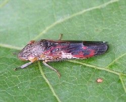 Photo 1. Adult glassy-winged sharpshooter, Homalodisca vitripennis. The adults are 10-12 mm long.