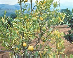 Photo 4. Late stage symptoms of huanglongbing: yellowing of most of the leaves, loss of leaves in the canopy and the start of dieback. Note that some of the fruit have green patches, hence the name of the disease "greening".