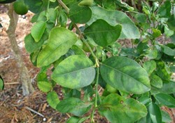 Photo 1. The "blotchy mottle" symptom of huanglongbing, yellow patches that are not the same size and position on both sides of the leaf.
