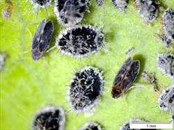 Photo 4. Pupae and newly hatched adults of the orange spiny whitefly, Aleurocanthus spiniferus.