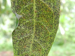 Photo 2. Underside of citrus leaf infested by orange spiny whitefly, Aleurocanthus spiniferus.