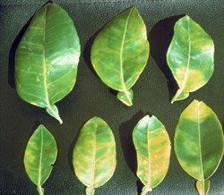 Photo 5. Leaves with symptoms of huangbinglong disease; note that most leaves show yellowing on one side of the leaf. The leaf in the top left corner is health for comparison.