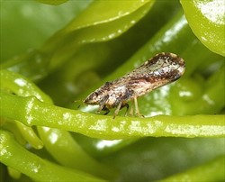 Photo 3. Adult citrus psyllid, Diaphorina citri, showing wing patterns and characteristic feeding position.