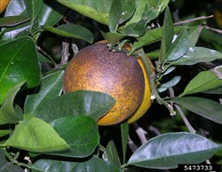 Photo 2. Citrus rust mite, Phyllocoptruta oleivora, damage on an orange.
