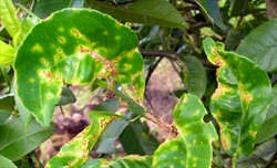 Photo 1. Light brown raised spots on twisted torn leaves of rough lemon, caused the citrus scab fungus, Elsinoë fawcettii. Note stems are also infected.
