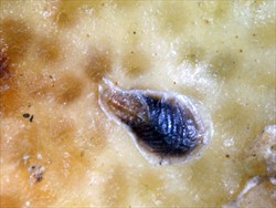 Photo 1. Female citrus snow scale, Unaspis citri. The female is very different from the male; it is oval, brown-black and 2 mm long, whereas the male is 1 mm, and white.