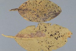 Photo 1. Lower surface of citrus leaf showing spots caused by sooty blotch, Meliola citricola.