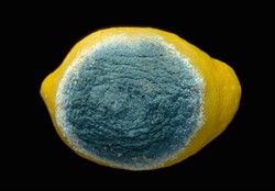 Photo 2. Blue mould of citrus, Penicillium digitatum.