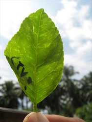 Photo 1. Leaf showing vein-clearing symptoms typical of infection from Citrus tristeza virus.