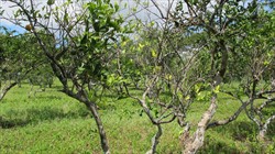Photo 2. Yellowing of leaves, general dieback and decline of orange trees affected by Citrus tristeza virus.