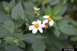 Photo 2. Cobbler's pegs, Bidens pilosa, flowers. Note, not all plants have the white ray florets.