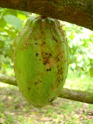 Photo 5. Oecophylla ants tending colonies of insects feeding on cocoa pods. It is possible that ants carry spores of Phytophthora palmivora from infected to healthy pods.