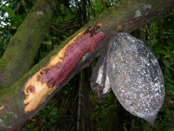 Photo 3. The water mould, Phytophthora palmivora, has infected the pod and then grown from the pod into the branch. The light brown margin of the red area is where the water mould is still active. The red colour is caused by fungi.