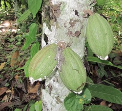 Photo 4. Soil on cocoa pods brought by ants to cover colonies of mealybugs.
