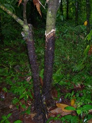 Photo 1. Sterile crust of Phellinus noxius on the outside of cocoa trunks. The brown crust has a distinct white margin.