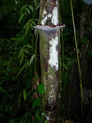 Photo 3. Bracket belonging to Phellinus noxius on a forest tree left for shade adjacent to the cocoa tree with a sterile "stocking" (seen in Photo 1).