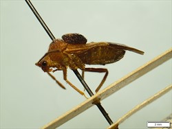 Photo 1. Pseudodoniella species from Papua New Guinea. Note the "hump" on the back.