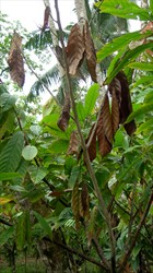 Photo 2. Pink disease of cocoa, Phanerochaete salmonicolor, has killed the branches, but the leaves still remain attached. (Pink disease is present on the central branch where it shows as a lighter colour.)