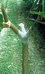 Photo 1. Pink disease, Phanerochaete salmonicolor, at the jorquette of a young cocoa tree.