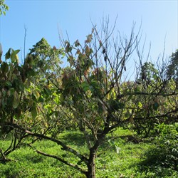 Photo 2. Severe branch dieback due to lack of shade and adequate nutrition.