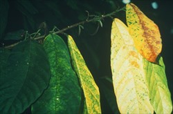 Photo 2. Yellow leaves with green spots, and abnormal development of axillary buds, on a cocoa branch affected by vascular streak dieback, Oncobasidium theobromae.