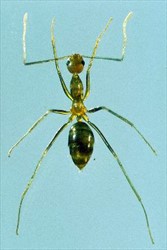 Photo 4. Crazy ant, Anoplolepis gracilipes.