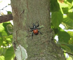 Photo 2. Adult cocoa weevil borer, Pantorhytes sp.
