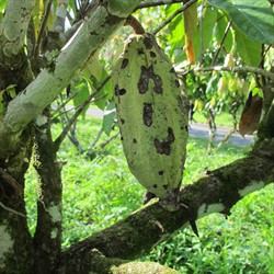 Photo 3. Adult cocoa weevil borer, Pantorhytes sp., damage to cocoa pod.
