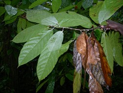 Photo 2. Fans of the fungus, Marasmiellus scandens, growing over the underside of leaves. Note that the old leaves, killed by white thread, are held in place by strands of the fungus.
