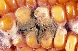 Photo 4. Close up of maize kernels to show sporulating colonies of Aspergillus flavus.