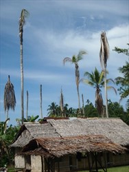 Photo 1. Dying and dead coconut palms with Bogia coconut syndrome, Madang Province, Papua New Guinea.